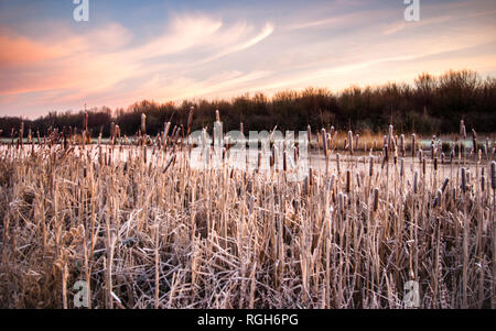 Rime coperto di vegetazione giunco comune lungo le sponde di un fiume congelato sul freddo e gelido inverno mattina in Diemerbos, Diemen, Paesi Bassi Foto Stock