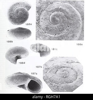 . Bollettino del Museo Britannico di storia naturale). Geologia.. Molluschi PEBASIAN FAUNE 223. Figg 186-187 Vitrinella helicoidea C. B. Adams, specie tipo dei Vitrinella (s.Str.). Spiaggia di recente deriva; Miami, Florida; presentato e identificato da D. R. Moore; BMZD 1984240 (2 gusci dal campione). 186; a,b,c,d, rispettivamente, apicale posteriore e laterale (per mostrare cresta ombelicale) obliquamente viste ventrale, tutti x 25; e, apex che mostra l'apertura del guscio larvale a circa dieci ore, x 200. 187; una, anteriore, x 40; b. vista obliqua di apex che mostra apertura larvale a circa otto ore x 200. Il fossile Pcbasian mat Foto Stock