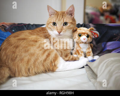 Mika la orange tabby accanto al suo gemello peluche sul letto Foto Stock