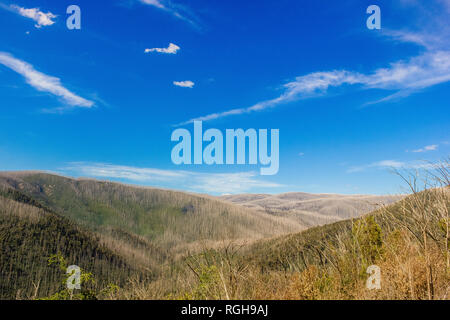 Montagne coperte con gli alberi morti proprie serrature come neve, Est Warburton, Australia Foto Stock