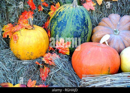 Ancora in vita con colori maturi zucche e foglie di autunno posa su il fieno secco sul carrello di legno vista orizzontale Foto Stock