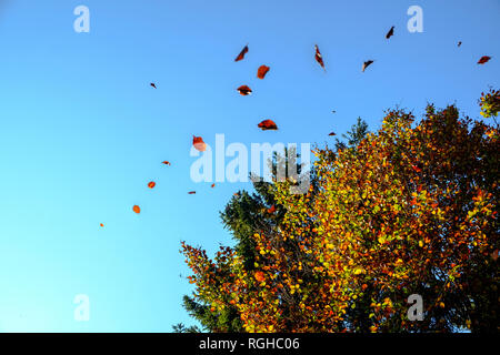 Germania, foglie che cadono in autunno Foto Stock