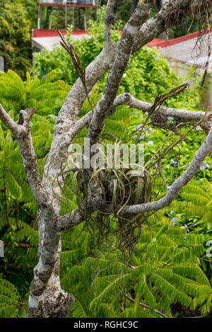 Foresta di Daintree vegetazione tropicale - Cuba Foto Stock