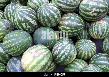 Raccolto di striscia molto mature cocomeri come sfondo vista frontale ravvicinata Foto Stock