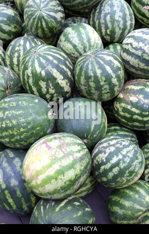 Raccolto di striscia molto mature cocomeri come sfondo vista frontale ravvicinata Foto Stock