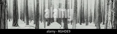 Filari di alberi a Redwood Forest è una icona turistiche per gli amanti della natura e per la fotografia. California Redwoods furono piantati negli anni trenta, Warburton Foto Stock