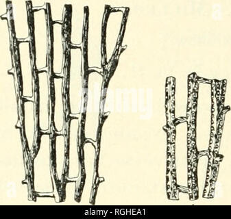 . Bollettino della Società della Buffalo di scienze naturali. Storia naturale; scienza. 160 Distin^-uishiug ("hdracters.- evidente espansione piana del f ]• o n d ; i v r eg n 1 a r 1 y-f o r Ki ng branclie.s; nlender, piuttosto distante (2 a omni.) dissei)iments; stri- ated bi-anches di non faccia eelhihferons, angolare l)i ranch del cel- hiliferons faccia, con forte cai-ina, nodi o spiimles: cella aperture in doppia fila, tranne appena al di sotto di una forcella, dove tre righe occui*. Trovato nel letto Deniissa, nella sezione .") (rari). Fig. 48. Fenestella pjanirfimosa. Il non-celluliferous e cellulifer- uo s Foto Stock