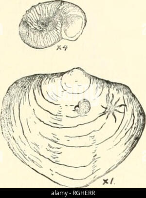 . Bollettino della Società della Buffalo di scienze naturali. Storia naturale; scienza. 140. o con tubeirlet^ o 8[)iiies. LiviiiÂ!",- si)efies (marine) comiiioiily adlieriiio- alo;v. SriUOKHIS AXGULATU8. Htvll. (Fi^'- 80.) (Rep inth't N. Y. membro MIIS. Nat. Hist., p. &Lt;S4.) Distinnnisliin^ caratteri.âTwo o più volutions, uno esterno robusto; suh- ano-ular lati: ui)per un^'ulai- superficie talvolta: nodosi a|)erture rotondo o fig.3o. spirorins anguia- . -, , 1 j i '"â ''â â ¢ attaccato ad un guscio di forma ovale, usuallv nearlv rectaniiular al Afin/ns spinferoides. Nat- ural e la dimensione allargata. pl Foto Stock