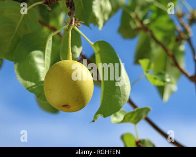 Asian pera Nashi, Pyrus pyrifolia, una pera su albero con foglie e cielo blu Foto Stock