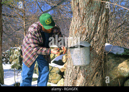 Toccando un albero per il sciroppo di acero stagione in Richmond, Rhode Island, STATI UNITI D'AMERICA Foto Stock