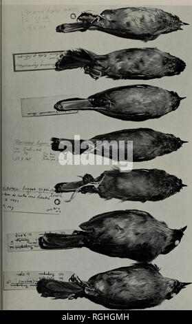 . Bollettino della British ornitologi' Club. . La figura 2. Gare oi parte soma lugens. Sopra il basso: uno jacksoni, due Ittgens, due griseiventris (subsp. nov.), due prigoginei.. Si prega di notare che queste immagini vengono estratte dalla pagina sottoposta a scansione di immagini che possono essere state migliorate digitalmente per la leggibilità - Colorazione e aspetto di queste illustrazioni potrebbero non perfettamente assomigliano al lavoro originale. British ornitologi' Club. London : British ornitologi' Club Foto Stock