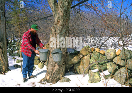 Controllo del bucket di SAP durante lo sciroppo d'acero stagione in Richmond, Rhode Island, STATI UNITI D'AMERICA Foto Stock