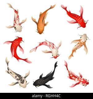 Uno spettacolare pesce Koi. Nishikigoi o di broccato set di carpe, nuoto asian giapponese pesci colorati isolato su sfondo Illustrazione Vettoriale