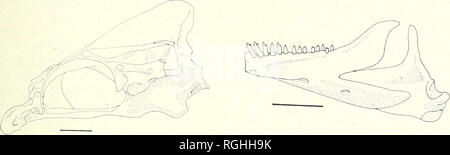 . Bollettino del Museo Britannico di storia naturale). Zoologia . Supplemento.. Evoluzione di una specie di CICHLID GREGGE 59. Fig. 31. Haplochromis bloyeti. Neurocranium e la mascella inferiore sinistra in vista laterale. (Scala = 3 mm). pallidus alcuni denti mediano sono leggermente allargata. Una specie di Sesto, H. cinereus, osteologically è uno di questo gruppo, ma differisce per il fatto di avere una predominanza di unicuspid oltre bicuspid ganascia esterna dei denti, anche in pesci ad una dimensione dove predominano bicuspids in altre specie (Greenwood, i960). A causa della loro generalizzato anatomia cranica è impossibile determinare le interrelazioni del Foto Stock