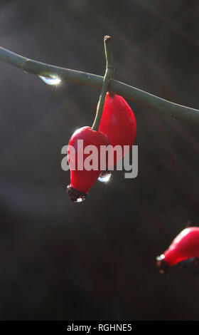 Il colore rosso brillante accessorio frutto della pianta di rose, conosciuta come la rosa selvatica o rosa haw, in stretta fino all'aperto, contro uno sfondo scuro. Foto Stock