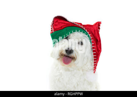 Cane di Natale. Carino il maltese indossando un rosso e verde SANTA CLAUS HAT. Isolato colpo contro uno sfondo bianco. Foto Stock