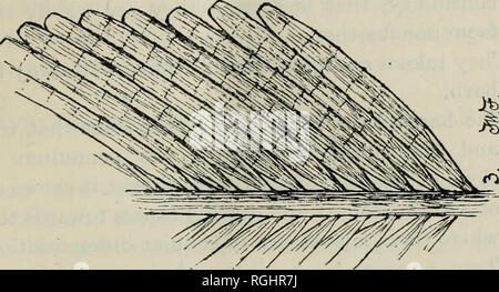 . Bollettino della British ornitologi' Club. 41 [Vol liii.. Si prega di notare che queste immagini vengono estratte dalla pagina sottoposta a scansione di immagini che possono essere state migliorate digitalmente per la leggibilità - Colorazione e aspetto di queste illustrazioni potrebbero non perfettamente assomigliano al lavoro originale. Taylor, Nancy M. Oxford : Clarendon Press Foto Stock