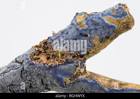 Crosta di cobalto fungo, Terana caerulea/Pulcherricium caeruleum, crescere sulla superficie del morto un ramoscello. Si tratta di una crosta saprobic fungo ed è occasionalmente Foto Stock