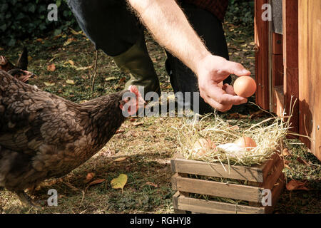 Pollo ruspante, la mano che regge un uovo di gallina Foto Stock