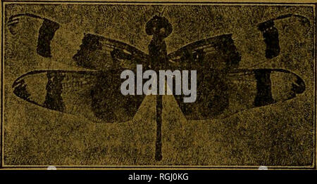 . Bollettino della Brooklyn Società Entomologica. Gli insetti. Reparto di Scienza Naturale Stabilimento, 84-102 College Ave. ROCHESTER, N. Y. Entomological forniture di ogni descrizione, compreso il solo vero e proprio fatto a mano Schmitt Scatole di insetto e il ben noto americano Società Entomologica perni di insetti. La nostra alimentazione catalogo n. 30 sarà inviato gratuitamente su richiesta. Entomological esemplari di tutti gli ordini provenienti da ogni parte del mondo.. Storie di vita di insetti di importanza economica e altri; Tipo o collezioni sistematiche di insetti da America boreale; Collezioni di benefica e pratiche pregiudizievoli di inse Foto Stock