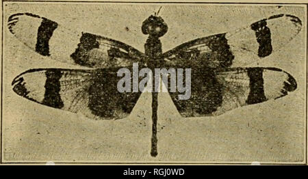 . Bollettino della Brooklyn Società Entomologica. Gli insetti. Reparto di Scienza Naturale creazione^ 84-102 College Ave. ROCHESTER, N. Y. Entomological forniture di ogni descrizione, compreso il solo vero e proprio fatto a mano Schmitt Scatole di insetto e il ben noto americano Società Entomologica perni di insetti. La nostra alimentazione catalogo n. 30 sarà inviato gratuitamente su richiesta. Entomological esemplari di tutti gli ordini provenienti da ogni parte del mondo.. Storie di vita di insetti di importanza economica e altri; Tipo o collezioni sistematiche di insetti da America boreale; Collezioni di benefica e pratiche pregiudizievoli di inse Foto Stock