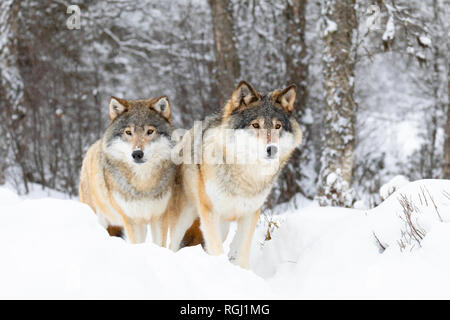 Due magnifico lupi in wolf pack in inverno freddo forest Foto Stock