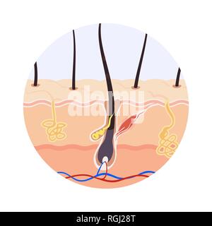 Illustrazione della struttura della radice dei capelli Illustrazione Vettoriale