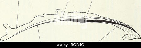 . Bollettino del Museo Britannico di storia naturale). Zoologia . Supplemento.. 98 J. D. TAYLOR, W. J. KENNEDY &AMP; A. HALL incrociate strato lamellare, con disposti concentricamente primo ordine lamels, costituisce la cerniera e denti, mentre la pallial e adduttore myostraca sono prismatici aragonite. Vi è anche un più interna, aragonitic strato, che è piuttosto complessa e variata ; un cassonetto con struttura lamellare con disposti concentricamente lamels è dominante, ma questo viene interrotto da lenti o patch di tipo myostracal prismi in due delle specie che abbiamo esaminato, cioè Spondylus gaederopus e 5. Foto Stock