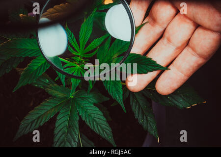 Persona guarda la marijuana medica pianta con lente di ingrandimento. Pianta di Cannabis coltivazione indoor. Foto Stock