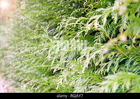 Natura verde dello sfondo. Thuja verde con gocce di rugiada nel parco. lens flare e messa a fuoco selettiva. Cupressaceae Foto Stock