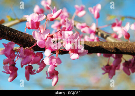 Primo piano di molti rosa Cercis canadensis (rosso orientale bud tree) fiori che sbocciano su un rosso-marrone di ramo in primavera con un cielo blu chiaro Foto Stock