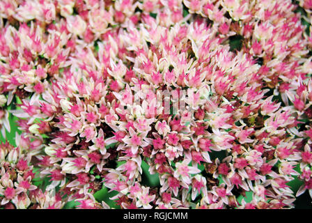 Primo piano della piccola rosa (sedum stonecrops) fiori, nella famiglia di piante succulente | Dicotiledoni e le piante succulente, che fiorisce in tarda estate del Québec in Canada Foto Stock