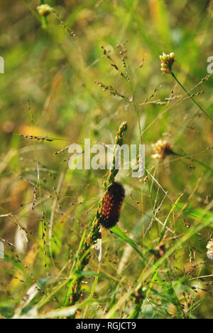 Nero e arancio nastrare lanosi bear caterpillar (Pyrrharctia isabella) strisciando nel verde erba di un prato soleggiato nel pomeriggio estivo del Québec Foto Stock