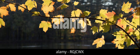 Close up di un acero ramo di albero in autunno e le foglie sono di una tonalità dorata dalla luce del sole. Foto Stock