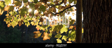 Un albero di acero in autunno con un sunflare proveniente attraverso le foglie. Foto Stock