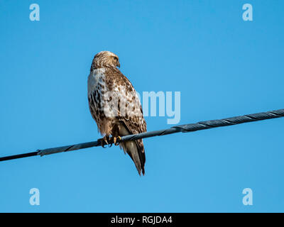 Un rosso-tailed hawk, Buteo jamaicensis, posatoi su un cavo di utilità, incorniciato da un cielo azzurro in Bossier City, La. Foto Stock