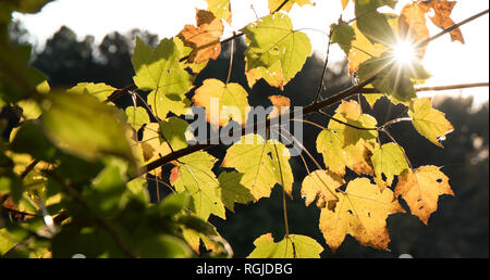 Un albero di acero ramo in caduta con un sunflare proveniente attraverso le foglie. Foto Stock