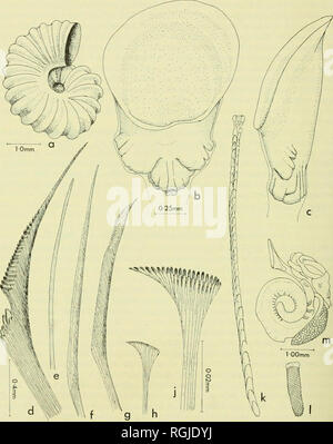 . Bollettino del Museo Britannico di storia naturale). 238 PHYLLIS KNIGHT-JONES. Fig. 2. Protolaeospira (P.) triflabellis sp. n. un tubo); b) opercolo,vista dorsale; c) opercolo vista laterale; d) il collare seta; e) capillare come seta nel primo e nel terzo di fascicoli; f) la semplice seta, come nella seconda, terza e quarta fascicoli; g) la falce seta, come nel terzo e quarto fascicoli; h) di seta addominale; j) di seta addominale mostrato in scala ingrandita; k) uncinus toracica; 1) uncinus addominale (tratteggio indica i denti quasi al di là resohition dalla luce microscopio); m) animale intero vieAved dorsalmente mostra th Foto Stock