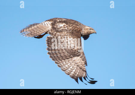Un rosso-tailed hawk, Buteo jamaicensis, mosche contro un cielo azzurro in Bossier City, La. Foto Stock