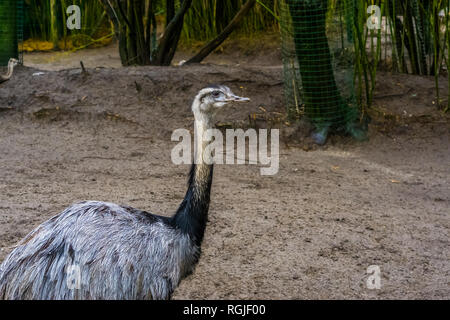 Primo piano della american rhea, vicino minacciate specie animale da America, Big flightless bird Foto Stock