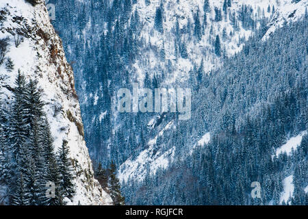 Chiudere il colpo di alberi che crescono su una scogliera, foreste su diversi lati della montagna in backgroud, scendendo verso il basso. Contrasto elevato e composizione originale Foto Stock