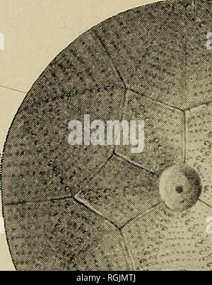 . Bollettino - Museo Statale di New York. La scienza. Fig. 46 Caryocrinus ornatus leggermente convessa con bracci a volte diversi pollici lungo; apper margini di radiali e piastre interradial rientrati per le piastre del braccio. Pori murale rappresentato sulla parte esterna delle lastre a singola o doppia fila di tubercoli che irradiano i centri delle piastre per i loro angoli; tra questi sono numerose righe di piccoli tubercoli parallelamente ai lati delle piastre. Si prega di notare che queste immagini vengono estratte dalla pagina sottoposta a scansione di immagini che possono essere state migliorate digitalmente per la leggibilità - Colorazione e aspetto di Foto Stock