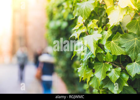 Impianto di edera appeso. Impianto di parete di copertura in strada. Sfondo Foto Stock