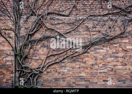 Ricoperta di muro di mattoni durante l inverno - rami di alberi arrampicate sulla parete Foto Stock