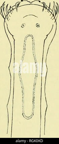 . Bollettino del Museo Britannico di storia naturale). Il SAGITTA PLANCTONIS E I RELATIVI MODULI 445 armatura di testa : i ganci 6 e 8 ; denti anteriori 6 e 7 ; denti posteriori 16 e 16. Gonadi : ovaie 7-2 mm., 33'2% della lunghezza totale ; uno completamente maturo vescicola seminale presente, gli altri full-sized ma non pieno di spermi. Paratypes : 32 esemplari prelevati in un io m. La chiusura di net pescate da 700-400 m. a " scoperte " station 1782 : 58° 44-6'S.; 00° 00-7'E.; 3.vi.36. Il campo di variazione di seguito si riferisce al 76 esemplari mostrato in Te.xt- fig- 4-. 6. Si prega di notare che queste immagini sono extracte Foto Stock