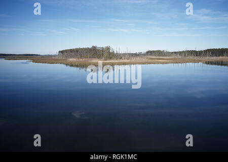 Stati Uniti d'America, Maryland, Cambridge, alta marea inondazioni dall innalzamento del livello del mare a Blackwater National Wildlife Refuge Foto Stock
