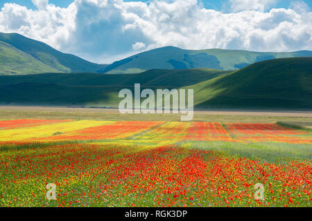 L'Italia, l'Umbria, il Parco Nazionale dei Monti Sibillini, fiori che sbocciano e lenticchie sul piano Grande di Castelluccio di Norcia Foto Stock