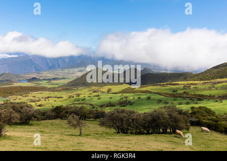 Reunion, Reunion National Park, Route du volcan Foto Stock