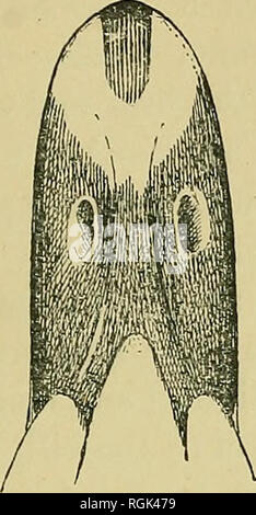 . Bollettino della British ornitologi' Club. Gli uccelli. 103 [Vol. xxxiii.. Si prega di notare che queste immagini vengono estratte dalla pagina sottoposta a scansione di immagini che possono essere state migliorate digitalmente per la leggibilità - Colorazione e aspetto di queste illustrazioni potrebbero non perfettamente assomigliano al lavoro originale. British ornitologi' Club. Londra : Il Club Foto Stock