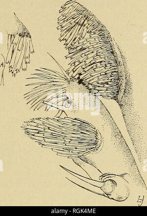 . Bollettino - Museo Statale di New York. La scienza. Zanzare CULICIDAE O DELLO STATO DI NEW YORK 355 navi nel prothoracic allargata e settimo seg addominale- zioni. La larva non è facilmente visibile in acqua ma non trasparente. Antenne, segmenti basali stout, uniforme, e recare-. Fig. 95 Maxillae e labium di C. lintneri mg tre lunghi e uno più breve decurved processi; quattro mediano setae frontale con alcune piccole spine vicino al terzo distale. Labrum con il sublateral, lunga, ondulato, dentellate scale ribaltata -disposti in righe sulla sua estremità distale quarto, le scale ,alla sua estremità essendo lunga, irregu- lar, slen Foto Stock